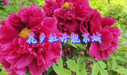 牡丹视频,探寻国色天香背后的故事与魅力