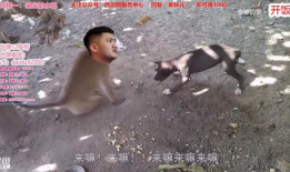 打狗视频,打狗视频引发道德争议