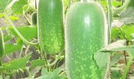 吃瓜爆料张凌赫视频大全,吃瓜爆料背后的精彩瞬间